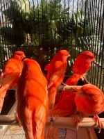 13 rote Kanarienvögel, rot, männlich von 2023 Stück 60 € Niedersachsen - Laatzen Vorschau