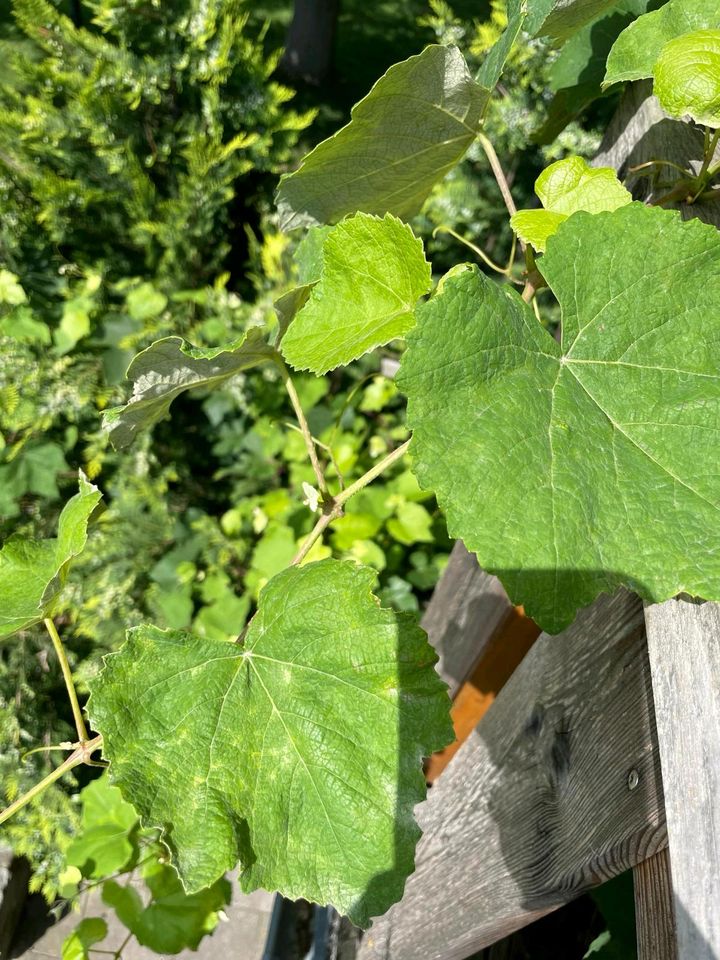 Weinstock,  Weinrebe, Rotwein aus Georgien, Weintraube in Dresden