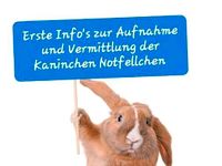 INFO`S !! Zwerg Kaninchen Notstation Aufnahme Abgabe Vermittlung Hessen - Biebertal Vorschau