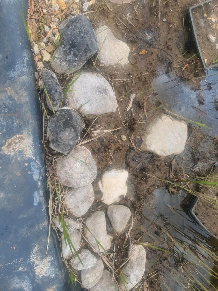 Teichsteine Dekosteine Lochsteine zu verschenken in Bad Homburg