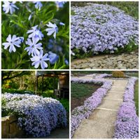 Teppichphlox "E.C.Blue"-Solitärstaude im 2ltr. Topf -Bodendecker Niedersachsen - Glandorf Vorschau