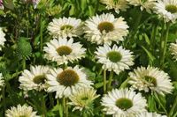 Weißer Sonnenhut - Echinacea purpurea Alba - mehrjährig -  Samen Nordrhein-Westfalen - Rietberg Vorschau