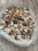 Muscheln zum basteln Nordrhein-Westfalen - Arnsberg Vorschau