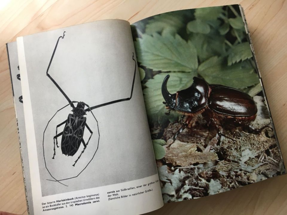Das große Bilderlexikon der Tiere Zoologie Bildband Vintage alt in Stadtbergen