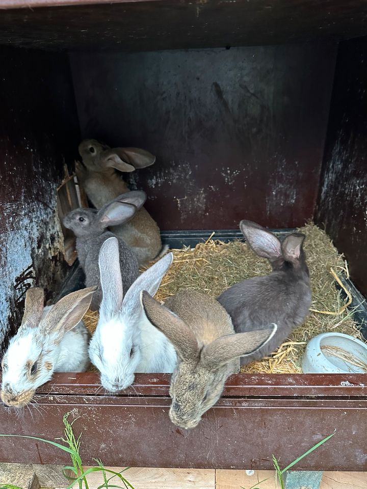 Deutsche Riesen Schecke Weibchen Hase Kaninchen Stallhase in Berod bei Wallmerod