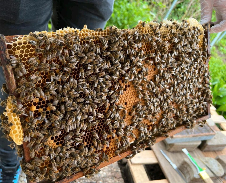 Bienenschwarm Bienen in Gottmadingen