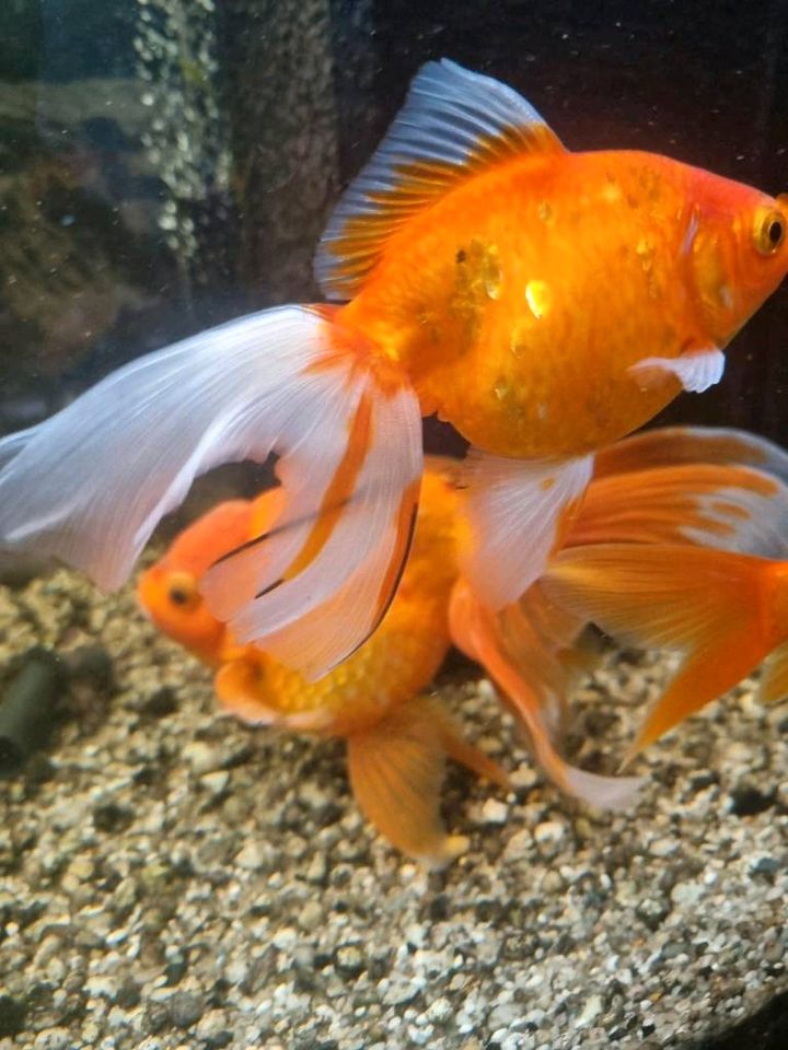 Oranda Goldfish - Schleierschwanz in Schongau