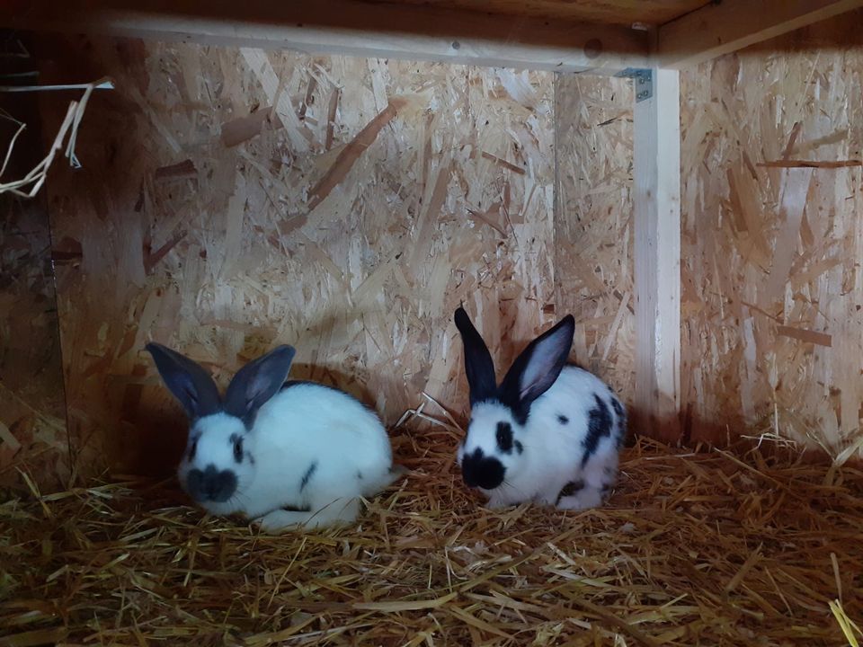 Deutsche Riesen Böcke / Kaninchen in Kreuzau