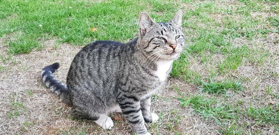 Katze ( Kater ) entlaufen 03.09.18 Titz Rödingen in Aldenhoven