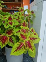 Coleus buntnesseln  Zimmerpflanzen. Bayern - Freising Vorschau