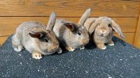 Kaninchen Jungtiere Niedersachsen - Twistringen Vorschau