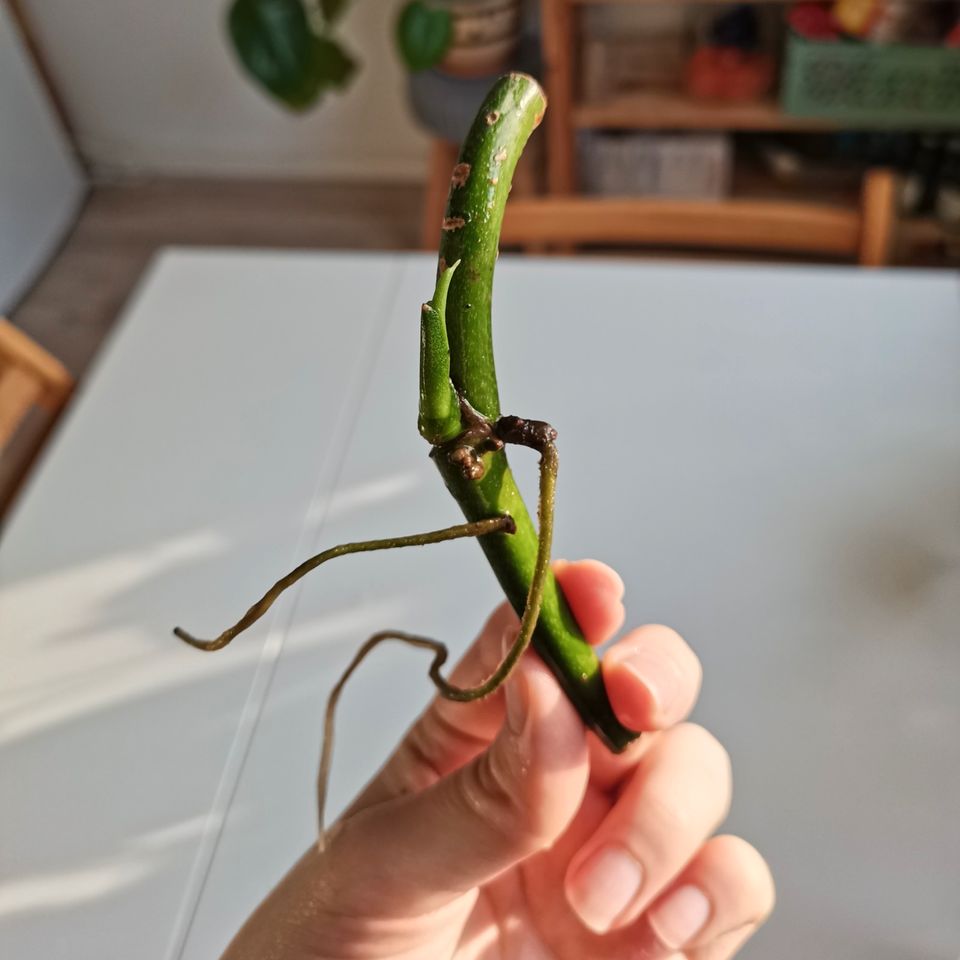 Monstera esqueleto - Ableger in Osnabrück