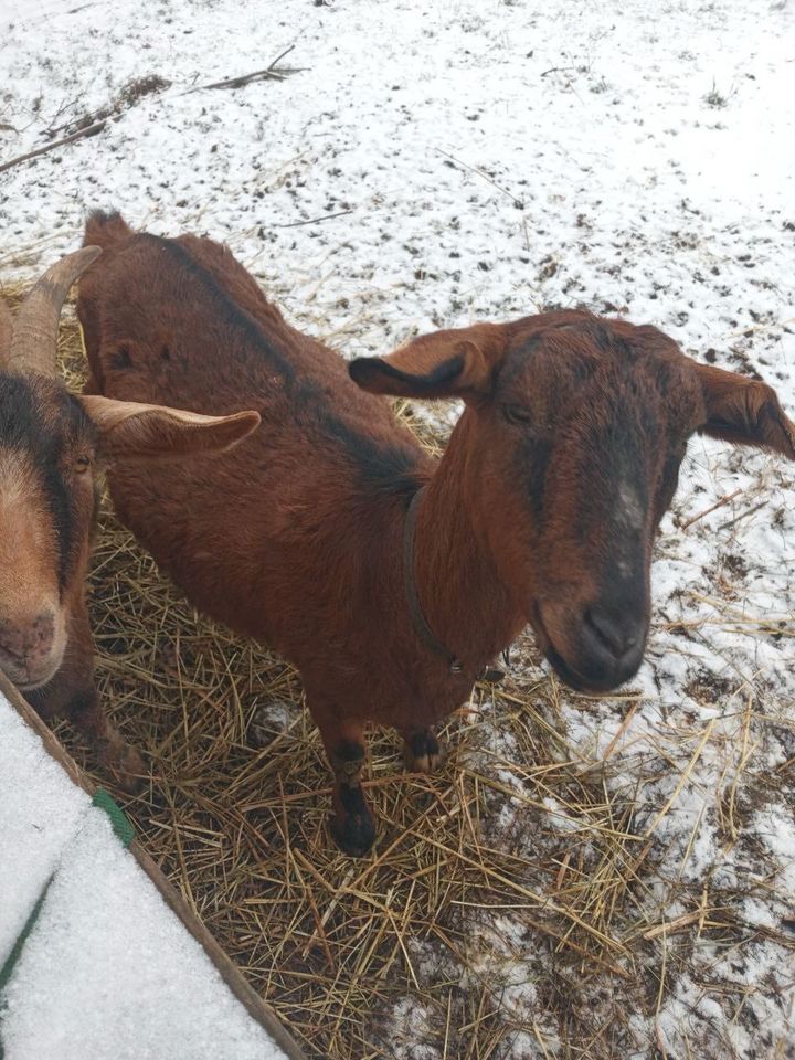 Bunte deutsche Edelziegen in Reckendorf