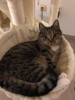 Katze in liebe Hände abzugeben Schwerin - Krebsförden Vorschau