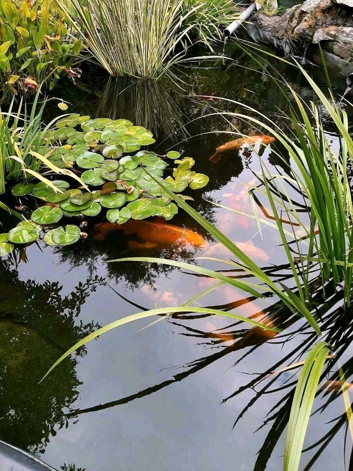 Teich Auflösung mit 17 großen Kois! in Marktheidenfeld