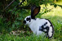 Kaninchen zu verkaufen Niedersachsen - Bad Zwischenahn Vorschau