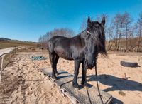 Pflege-/Reitbeteiligung gesucht Bayern - Forchheim Vorschau