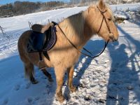 Reitpony sucht RB Niedersachsen - Rosengarten Vorschau