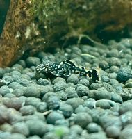 Antennenwels - Ancistrus sp. Saarland - Perl Vorschau