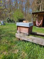 Bienenvolk auf DNM Rähmchen auch ohne Beute Brandenburg - Boitzenburger Land Vorschau