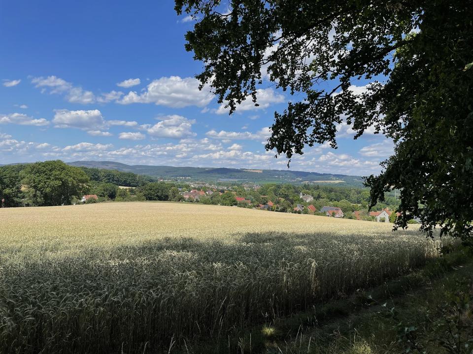 2 Urnenplätze im RuheForst Schloss Wendlinghausen bei Detmold in Detmold