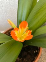 2x Clivia Klivia orange Riemenblatt für je 3 € blühend im Tontopf Sachsen - Chemnitz Vorschau