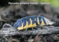 Porcellio ornatus Yellow Asseln / Isopods Niedersachsen - Rastede Vorschau
