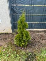 Lebensbaum Thuja occidentalis Smaragd T.B.30 /q5 Niedersachsen - Lengede Vorschau