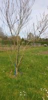Wer kann Pfirsichbäume veredeln? Mecklenburg-Vorpommern - Bad Kleinen Vorschau