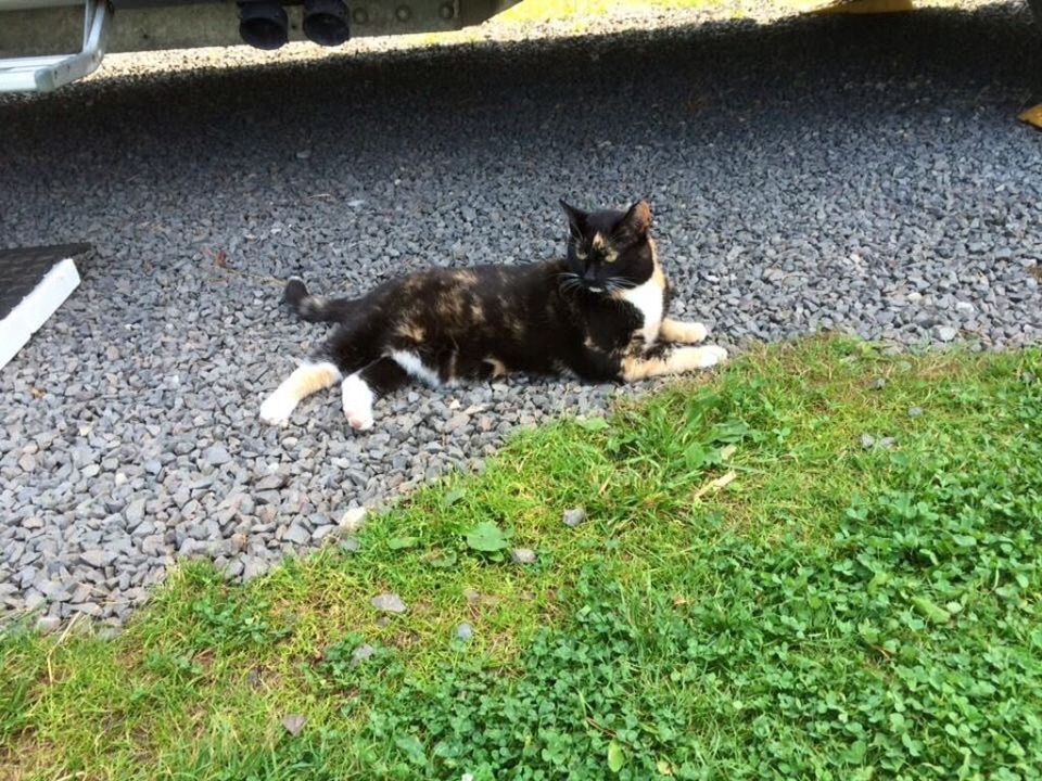 Katze Uma entlaufen in Weener