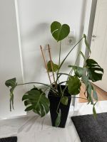 Monstera großes Fensterblatt Niedersachsen - Norden Vorschau