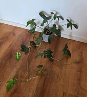 Philodendron Florida Green Baumfreund Nordrhein-Westfalen - Kaarst Vorschau