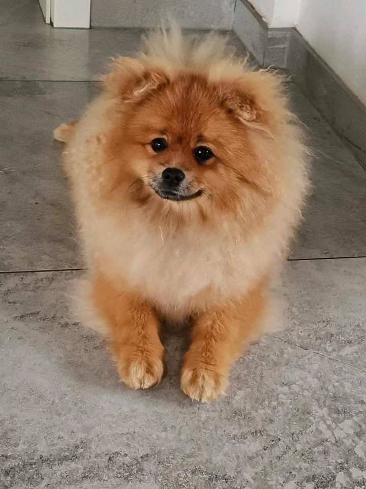 Wunderschöne Pomeranian Zwergspitze mit Stammbaum. in Berge