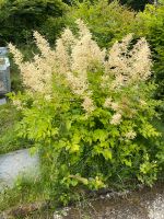 Weiße Astilbe Eimsbüttel - Hamburg Eimsbüttel (Stadtteil) Vorschau