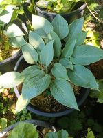 Hosta x tardiana 'Halcyon' Kreis Pinneberg - Holm Vorschau