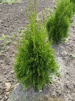 Thuja Smaragd Kreis Pinneberg - Schenefeld Vorschau