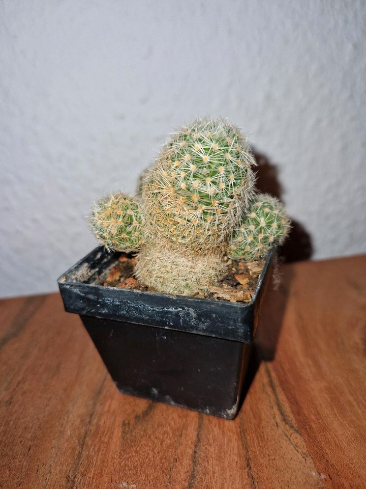 Mammillaria gieselae in Saarbrücken