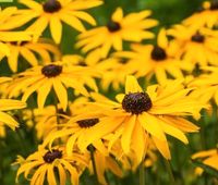 Staude gelber Sonnenhut getopft Bio Garten Schleswig-Holstein - Barkelsby Vorschau