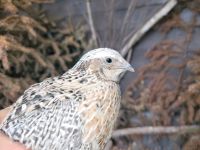 Goldsprenkel Wachtelhahn Hessen - Homberg Vorschau