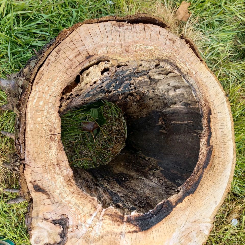 Apfelbaum-Scheiben, innen hohl in Bargteheide