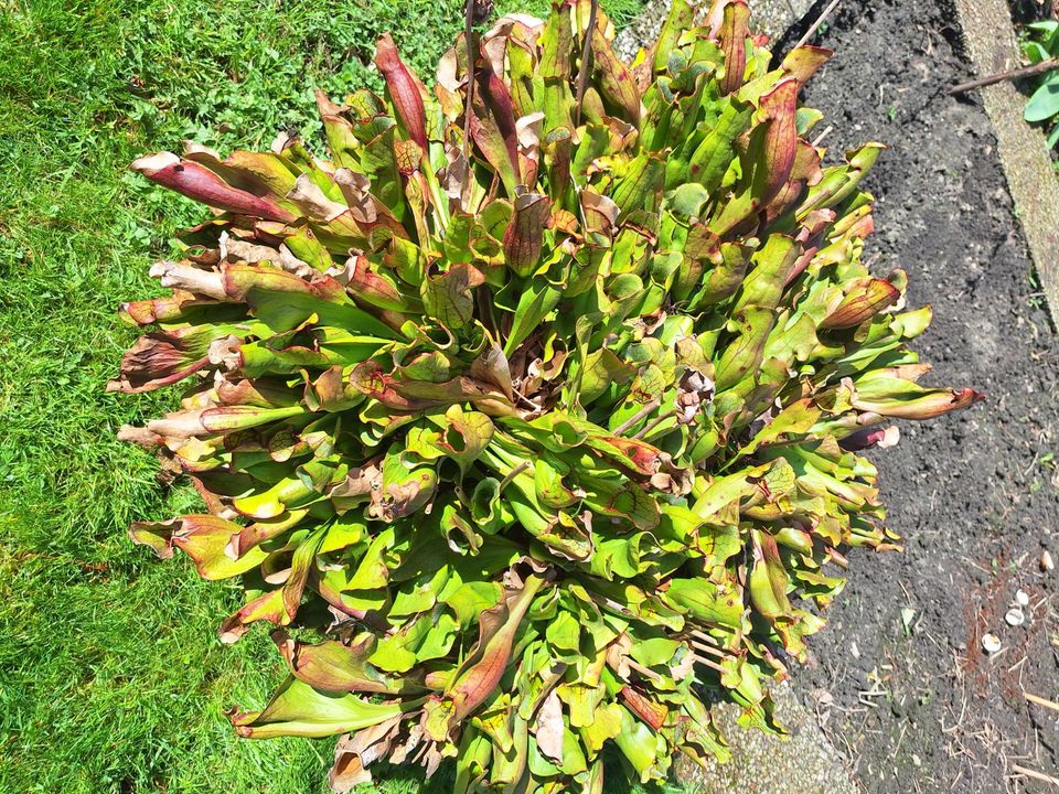 Fleischfressende Pflanzen, Schlauchpflanzen (Sarracenia) in Witten