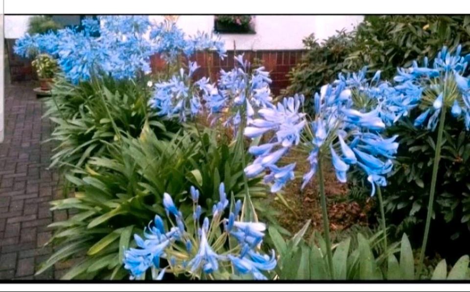 Große Agapanthus Schmucklilie 90cm/h, Liebesblume im Topf in Leipzig