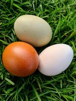 Bruteier Eastereggs Bunte Truppe Wesertal - Gieselwerder Vorschau