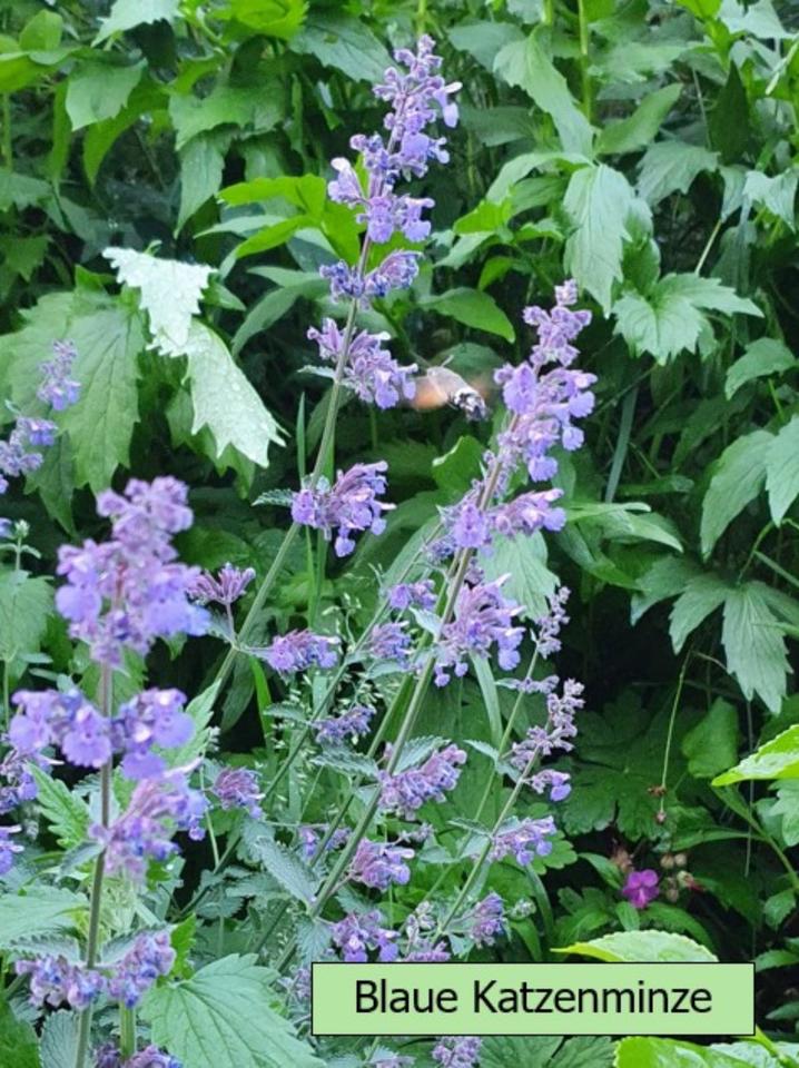 Echter Lavendel mehrjährig, besonders insektenfreundlich in Alzenau