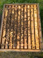 Bienenvölker zu verkaufen (Bienen, Wirtschaftsvolk) Rheinland-Pfalz - Rheinböllen Vorschau