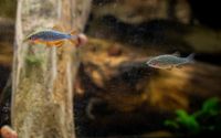 Perlhuhnbärbling (DNZ)- Danio Margaritatus - Galaxy Rasbora (DNZ) Bayern - Gessertshausen Vorschau