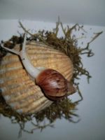 Lissachatina Fulica albino (white Jade) Thüringen - Gotha Vorschau