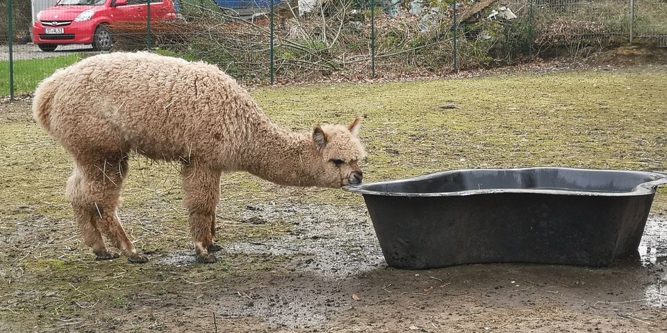 Alpakahengst mit viel Farbe, bildschön gezeichnet! in Tecklenburg