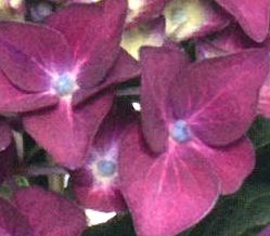 Bauernhortensie Hydrangea macrophylla Forever & ever in Simmerath