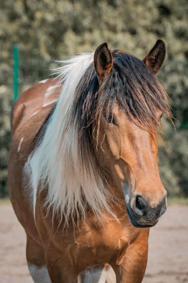 3 jährige Friesen Pinto Mix Stute Fohlen in Remscheid